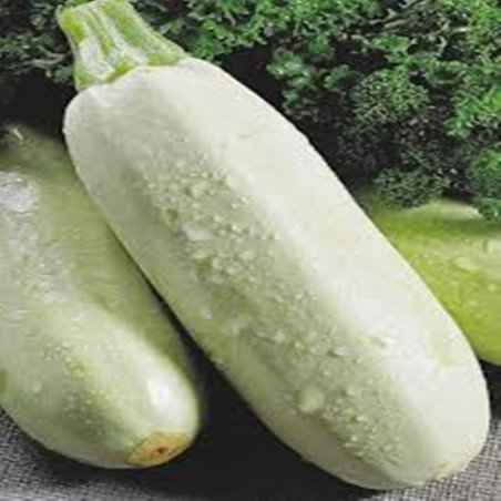Squash - Zucchini Beloplodnyy