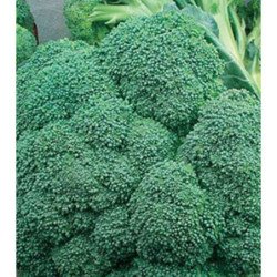 Broccoli Vitamin