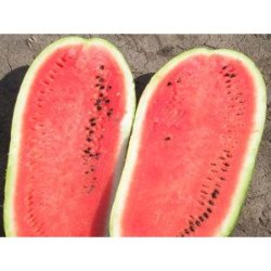 Watermelon Charlston Grey