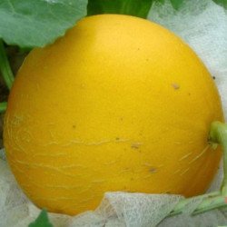Melon Zolotistaya