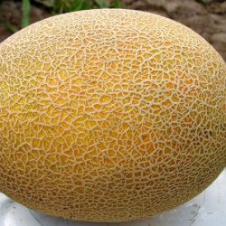 Melon Karamel