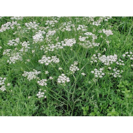 Caraway Tonus