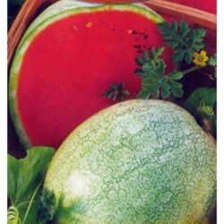 Watermelon Snizhok