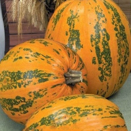 Pumpkin Ukrainian Multiple