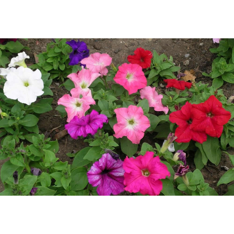 Petunia Unicum Mix