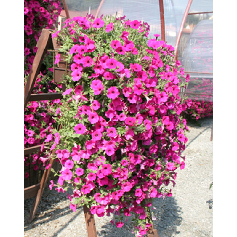 Petunia Trailing Pink F1