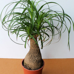 Elephants Foot Ponytail Palm