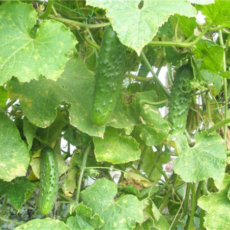 Cucumber Hovering Butterfly F1