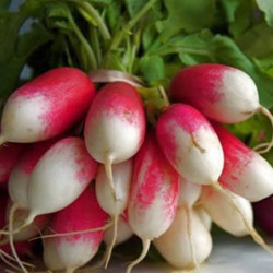 Radish French Breakfast