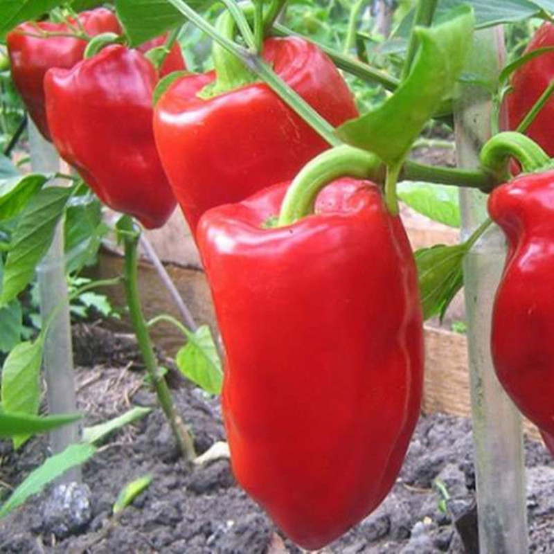 Sweet Pepper Bogatyr