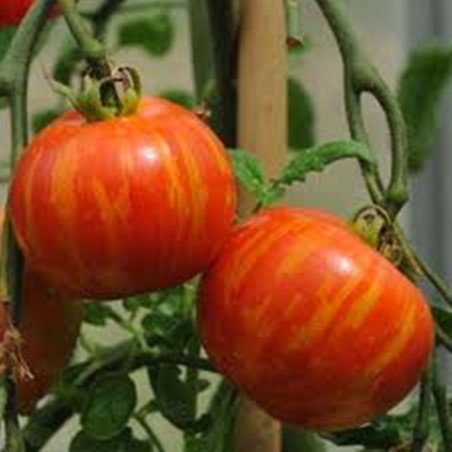 Tomato Tigrella