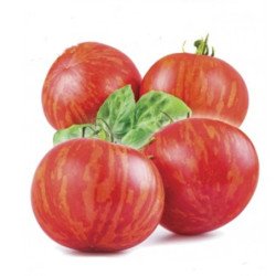 Tomato Tigrella