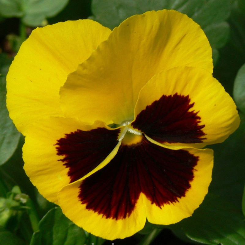 Pansy Viola Sunshine Kiss