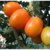 Tomato De Barao Orange