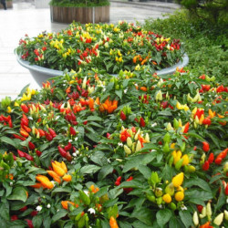 Chili Pepper Decorative Small Miracle