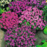 Aubretia Perennial Mix