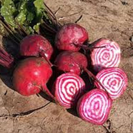 Beetroot Borshchevaya