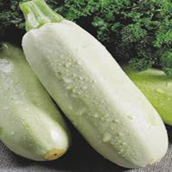 Squash - Zucchini Beloplodnye