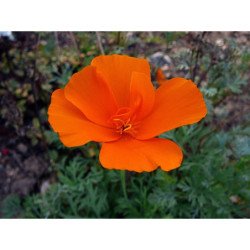 California Poppy Queen Orange