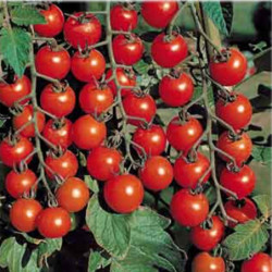 Tomato Cherri