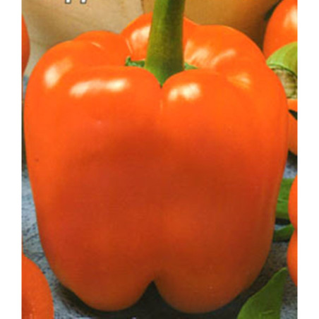 Sweet Pepper California Miracle Orange