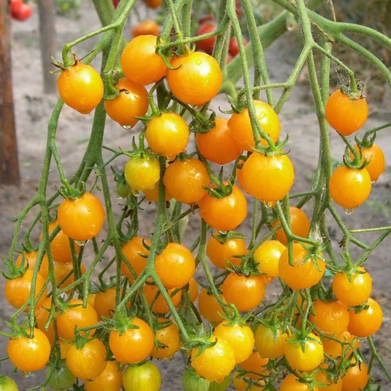 Tomato Golden Cherry