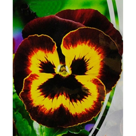 Pansy Viola Bicolor