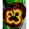 Pansy Viola Bicolor