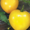 Tomato Bulls Heart Gold