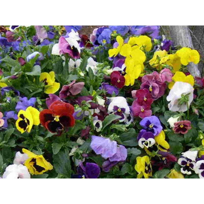 Pansy Viola Swiss Mix