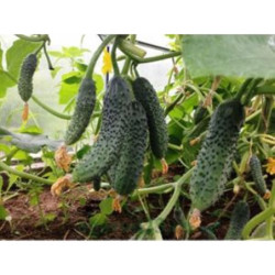 Cucumber Samorodok F1