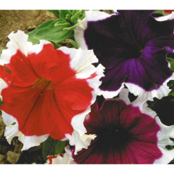 Petunia Pikoti Mix F1