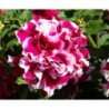 Petunia Double Piruet Pink F1