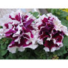 Petunia Double Piruet Purple F1