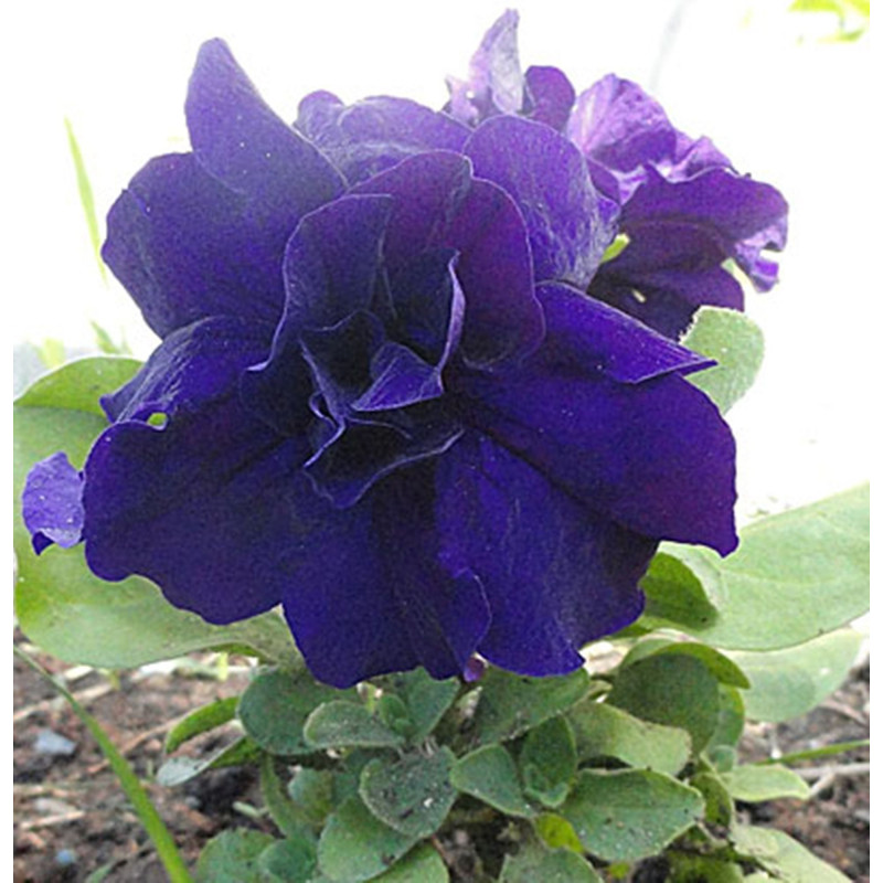 Petunia Double Duo Blue F1