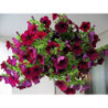 Petunia Trailing Bordo F1