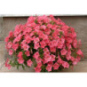 Petunia Trailing Salmon F1