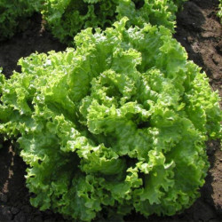 Leaf Lettuce Australian