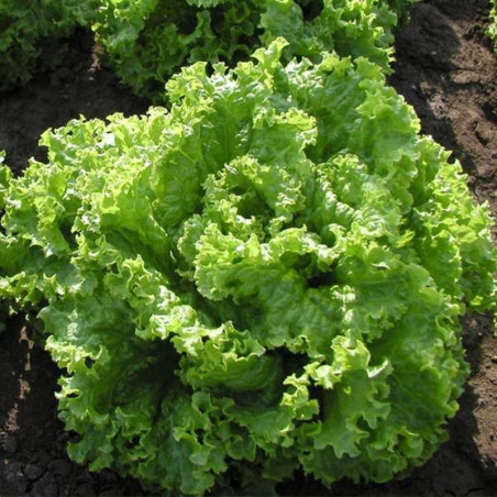 Leaf Lettuce Australian