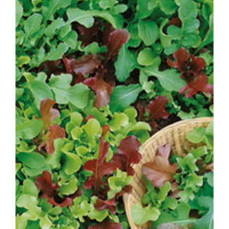 Leaf Lettuce Balcony Mix