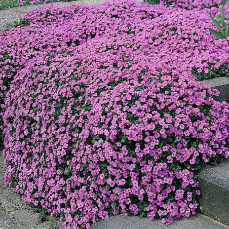 Aubretia Lila