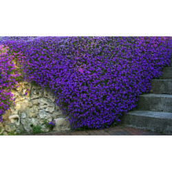 Aubretia Purple