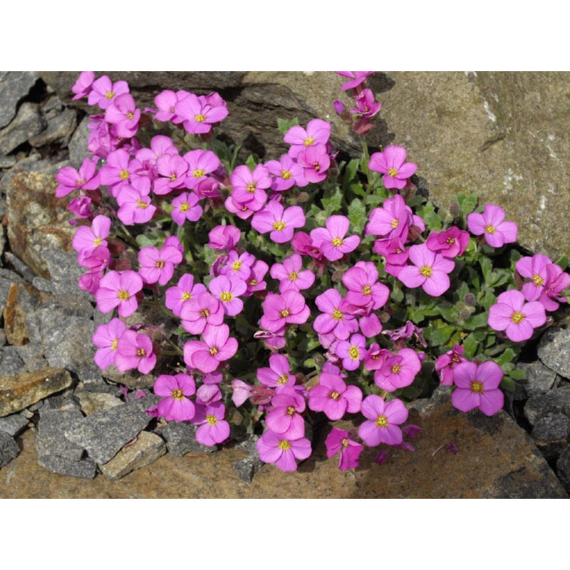 Aubretia Pink