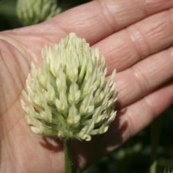 Wild White Clover