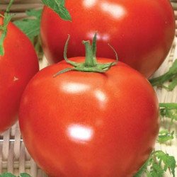 Tomato Kremenchug