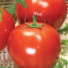 Tomato Kremenchug
