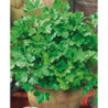 Leaf Parsley Balcony