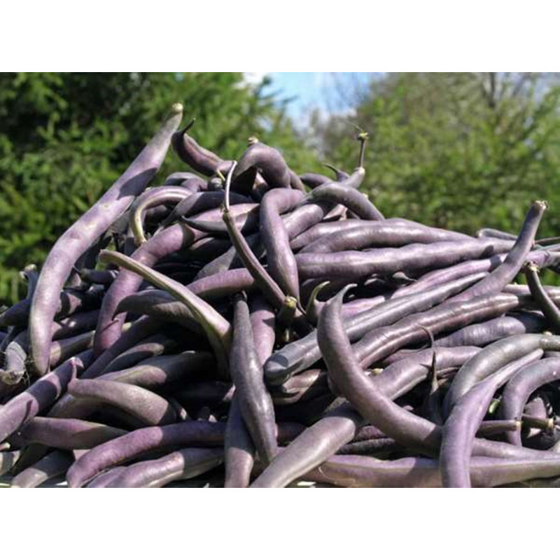 Climbing Bean Blauhilde