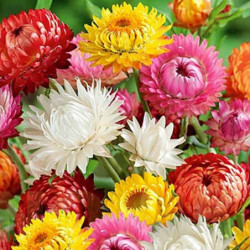 Strawflower Mix