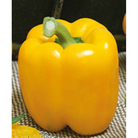 Sweet Pepper Golden Asti